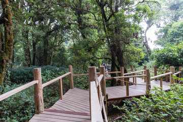 Wood bridge in forest, nature trail tree nature, Doi Inthanon, Chiang Mai, Thailand.