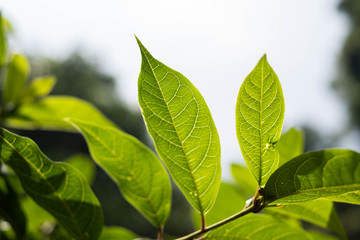 Backlit light green leaves in the garden.