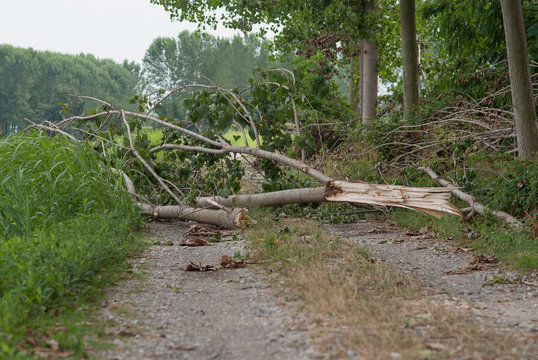 alberi abbattuti dalla tempesta