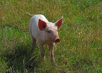 Piglet walking in long grass
