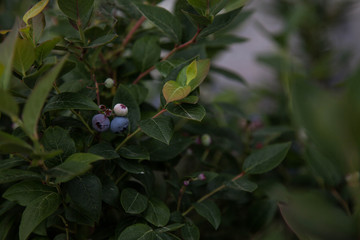 Blueberry berry on a bush with a blurred background