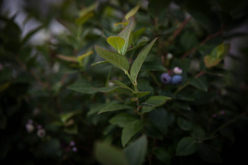 Blueberry berry on a bush with a blurred background