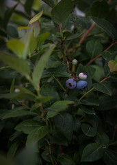 Blueberry berry on a bush with a blurred background