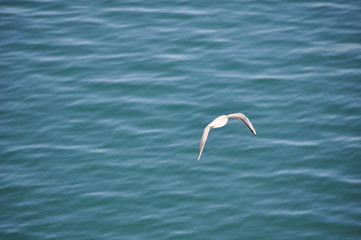 The beautiful bird Larus ridibundus (Black-headed Gull) in the natural environment