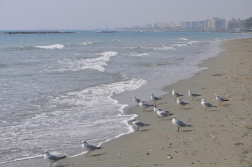 The beautiful bird Larus ridibundus (Black-headed Gull) in the natural environment
