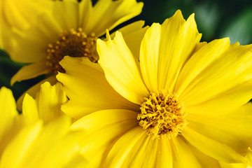 Yellow coreopsis flowers.