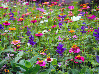 blooming meadow full of beautiful wildflowers