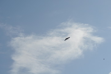 The beautiful bird Larus ridibundus (Black-headed Gull) in the natural environment
