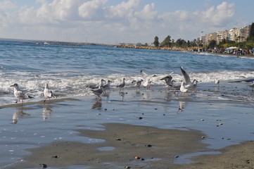 The beautiful bird Larus ridibundus (Black-headed Gull) in the natural environment