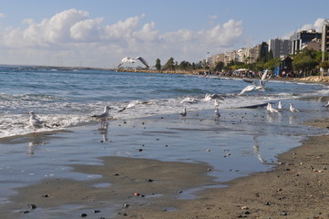 The beautiful bird Larus ridibundus (Black-headed Gull) in the natural environment