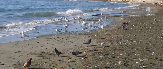 The beautiful bird Larus ridibundus (Black-headed Gull) in the natural environment