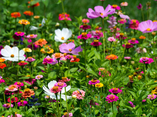 blooming meadow full of beautiful wildflowers