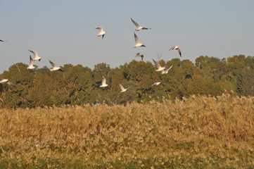 The beautiful bird Larus ridibundus (Black-headed Gull) in the natural environment