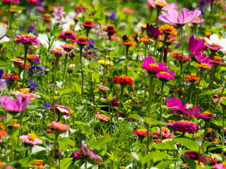 blooming meadow full of beautiful wildflowers