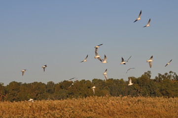 The beautiful bird Larus ridibundus (Black-headed Gull) in the natural environment