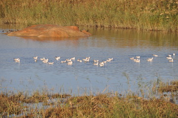The beautiful bird Larus ridibundus (Black-headed Gull) in the natural environment