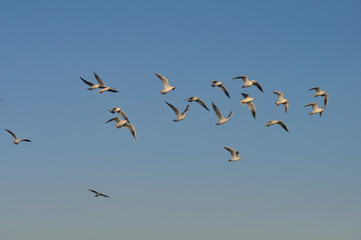 The beautiful bird Larus ridibundus (Black-headed Gull) in the natural environment