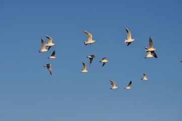 The beautiful bird Larus ridibundus (Black-headed Gull) in the natural environment