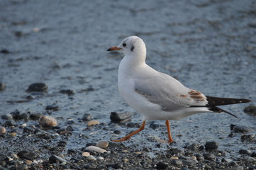 The beautiful bird Larus ridibundus (Black-headed Gull) in the natural environment