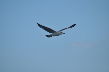The beautiful bird Larus ridibundus (Black-headed Gull) in the natural environment