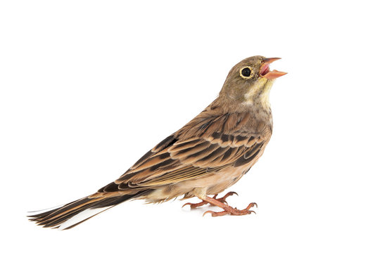 Ortolan, Emberiza hortulana, isolated on a white background.