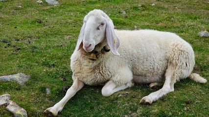 Obraz premium Schafherde in den Alpen, Dolomiten