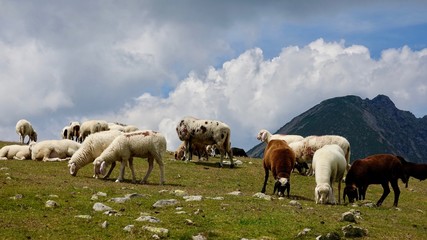 Schafherde in den Alpen, Dolomiten