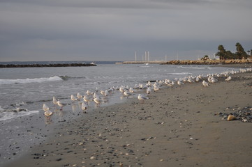 The beautiful bird Larus ridibundus (Black-headed Gull) in the natural environment