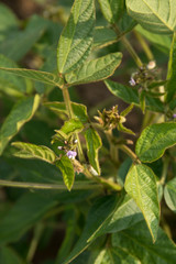 Agricultural soybean flower and pods plantation background on sunny day. Green growing soybeans against sunlight.