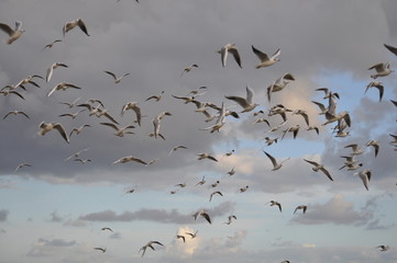 The beautiful bird Larus ridibundus (Black-headed Gull) in the natural environment