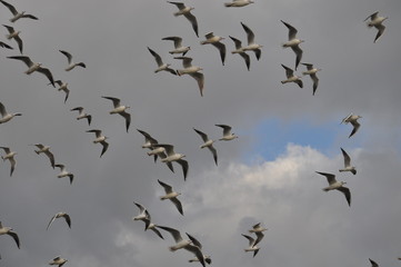 The beautiful bird Larus ridibundus (Black-headed Gull) in the natural environment
