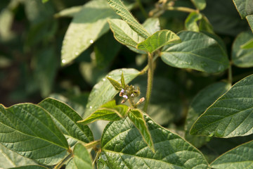 Agricultural soybean flower and pods plantation background on sunny day. Green growing soybeans against sunlight.