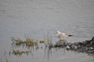 The beautiful bird Larus ridibundus (Black-headed Gull) in the natural environment