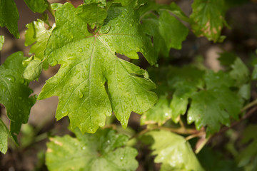 Grape leaves with drops after rain. Fresh spring leaves with water drops
