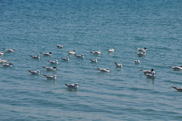 The beautiful bird Larus ridibundus (Black-headed Gull) in the natural environment
