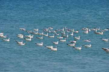 The beautiful bird Larus ridibundus (Black-headed Gull) in the natural environment