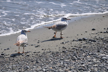 The beautiful bird Larus ridibundus (Black-headed Gull) in the natural environment