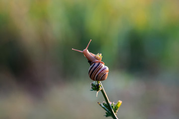 Snail close-up after a short rain