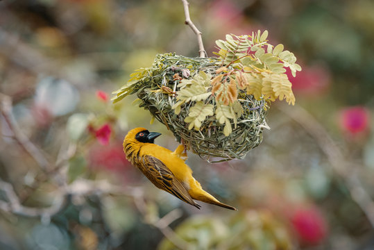 Yellow-headed blackbird in nest