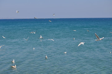 The beautiful bird Larus ridibundus (Black-headed Gull) in the natural environment