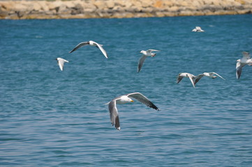 Obraz premium The beautiful bird Larus ridibundus (Black-headed Gull) in the natural environment