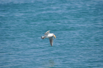 The beautiful bird Larus ridibundus (Black-headed Gull) in the natural environment