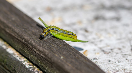 Der Buchsbaumzünsler auf der suche nach Nahrung