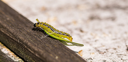 Der Buchsbaumzünsler auf der suche nach Nahrung