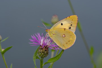 la farfalla prende il nettare dal fiore