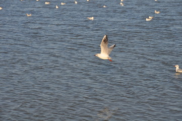 The beautiful bird Larus ridibundus (Black-headed Gull) in the natural environment