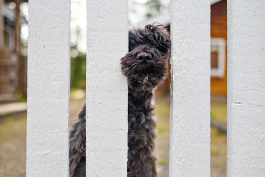 bBack schnauzer dog sitting waiting for owner near white fence.