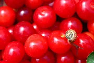 Snail on ripe cherries, wooden table, cherry leaves