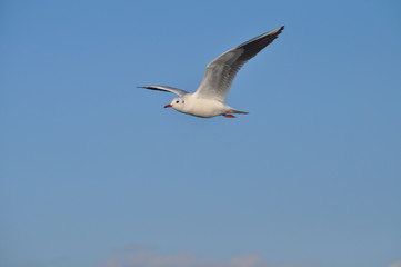 The beautiful bird Larus ridibundus (Black-headed Gull) in the natural environment