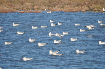 The beautiful bird Larus ridibundus (Black-headed Gull) in the natural environment